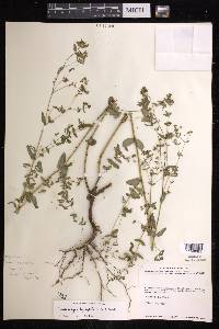 Chamaesyce hyssopifolia image