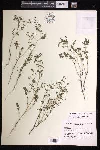 Chamaesyce hyssopifolia image