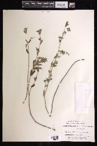 Chamaesyce lasiocarpa image