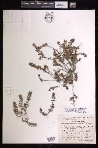 Chamaesyce dioica image