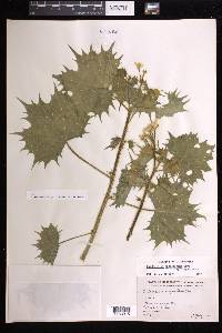Cnidoscolus angustidens subsp. angustidens image