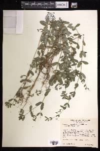 Chamaesyce hyssopifolia image