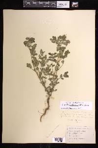 Euphorbia berteroana image