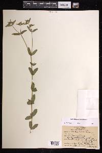 Chamaesyce lasiocarpa image