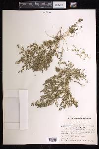Euphorbia polycarpa image