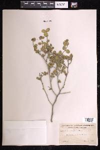 Euphorbia tomentulosa image