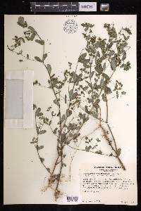 Chamaesyce hyssopifolia image