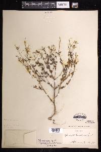 Chamaesyce hyssopifolia image