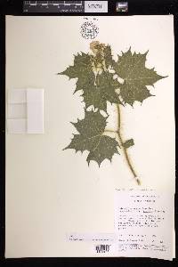 Cnidoscolus angustidens subsp. angustidens image