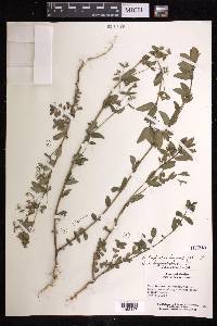 Chamaesyce hyssopifolia image