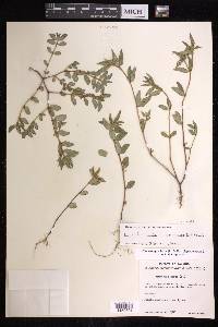 Euphorbia nocens image