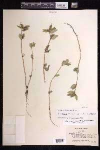 Euphorbia nocens image