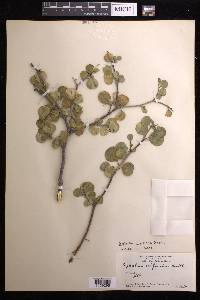 Euphorbia hindsiana image