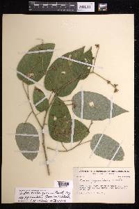 Croton billbergianus image