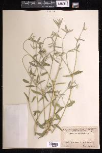 Croton californicus image