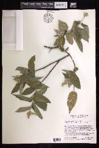 Croton alamosanus image