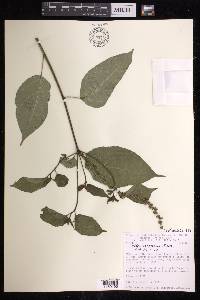 Croton adspersus image