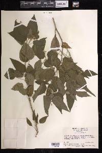 Croton humilis image