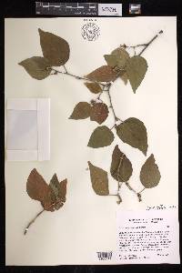 Croton pseudoniveus image