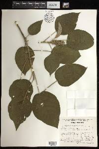 Croton stipulaceus image