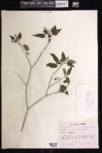 Croton humilis image