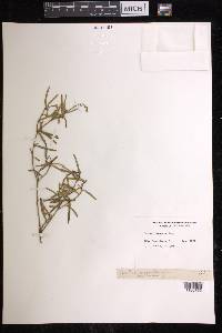 Croton linearis image