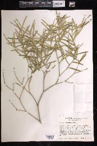 Croton linearis image