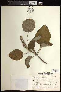 Croton stipulaceus image