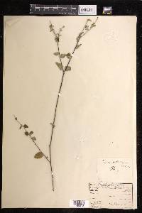 Croton betulinus image