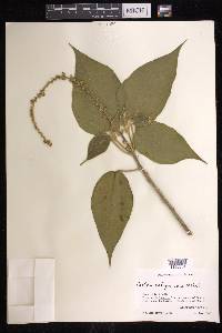 Croton xalapensis image