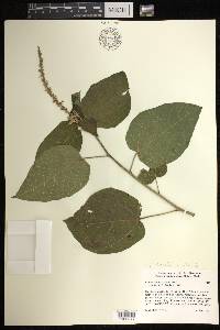 Croton morifolius image