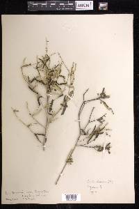 Croton linearis image