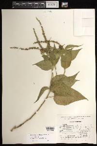 Croton morifolius var. sphaerocarpus image