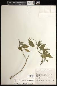 Croton soliman image