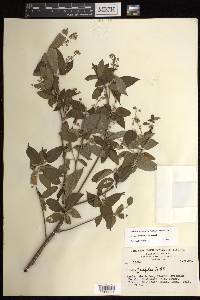 Croton roxanae image