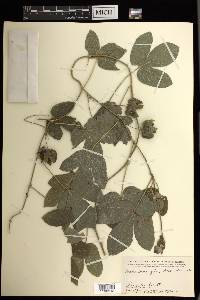 Dalechampia scandens image