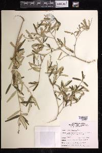 Croton linearis image