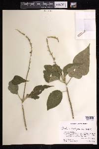 Croton xalapensis image