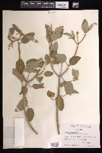 Croton punctatus image