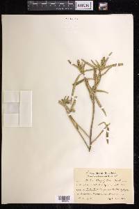 Croton stenophyllus image