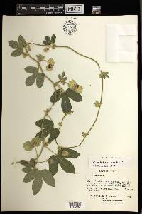 Dalechampia scandens image