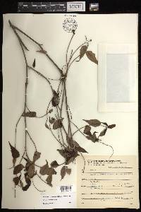 Croton roxanae image