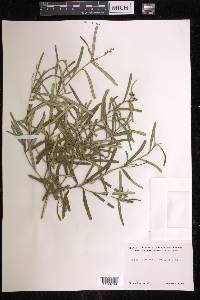 Croton linearis image