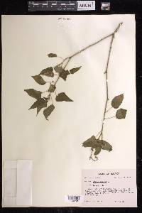 Croton humilis image