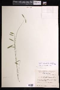 Euphorbia graminea image