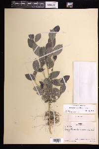 Argythamnia candicans image