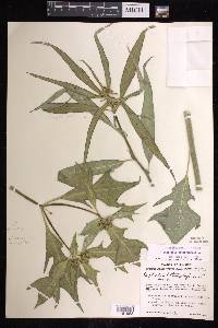 Euphorbia heterophylla image