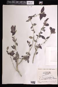 Argythamnia candicans image