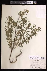 Euphorbia esuliformis image