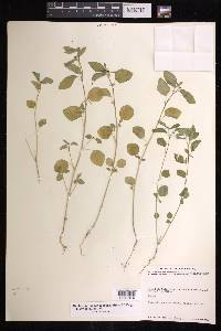Euphorbia graminea var. graminea image